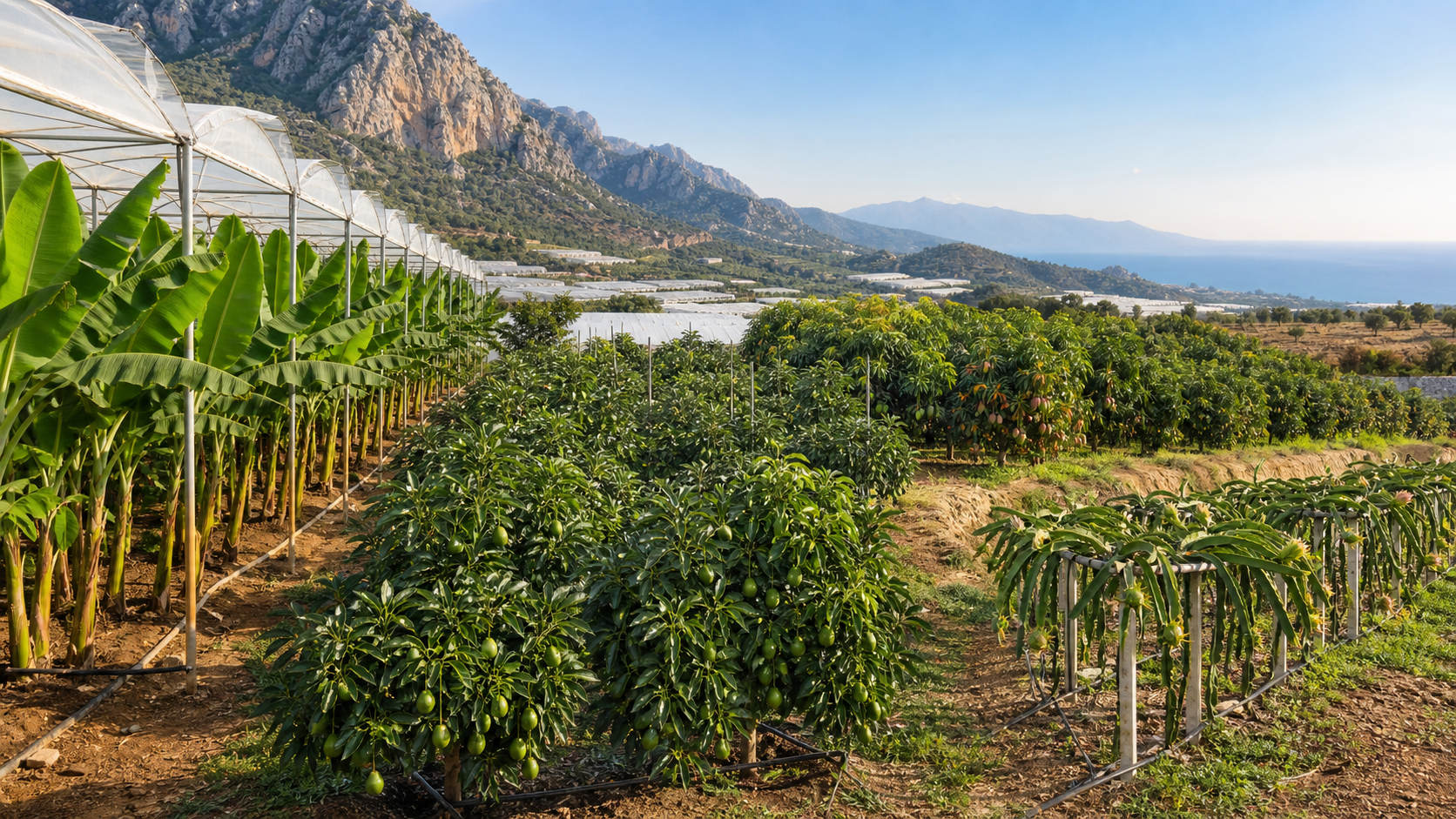 Gazipaşa ikliminde muz, avokado, mango ve pitaya üretimini gösteren temsili manzara